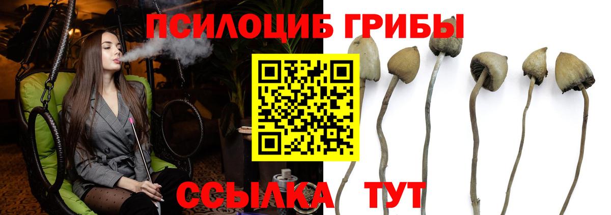 Галлюциногенные грибы Psilocybe Ессентуки